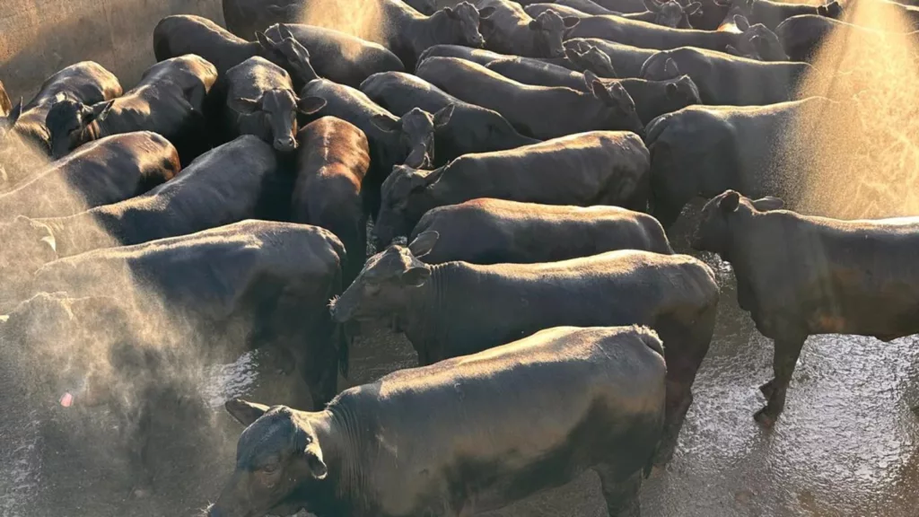 Lote de novilhas Angus é de "parar tudo" no MT