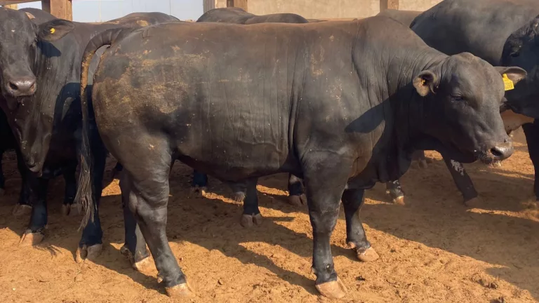 Angus: boiada bruta de boa chega a 26@ de peso em Mato Grosso