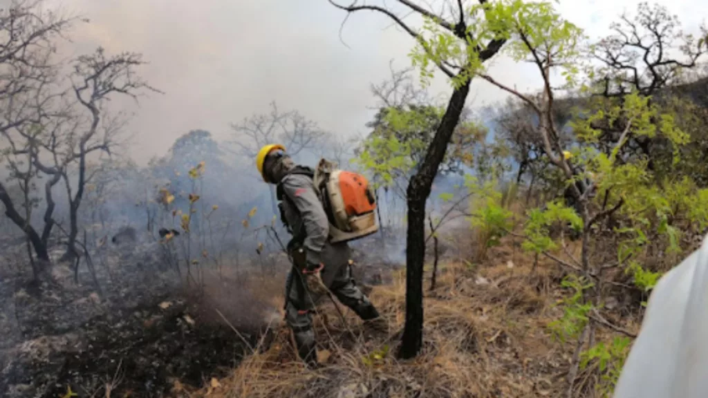 Embrapa Pantanal é protagonista em nova lei de manejo do fogo no País