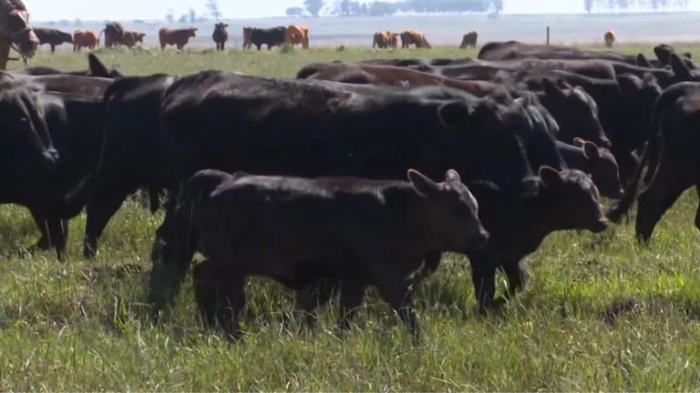 Gado de cor: especialista avalia opções de cruzamento para melhores ganhos na fazenda