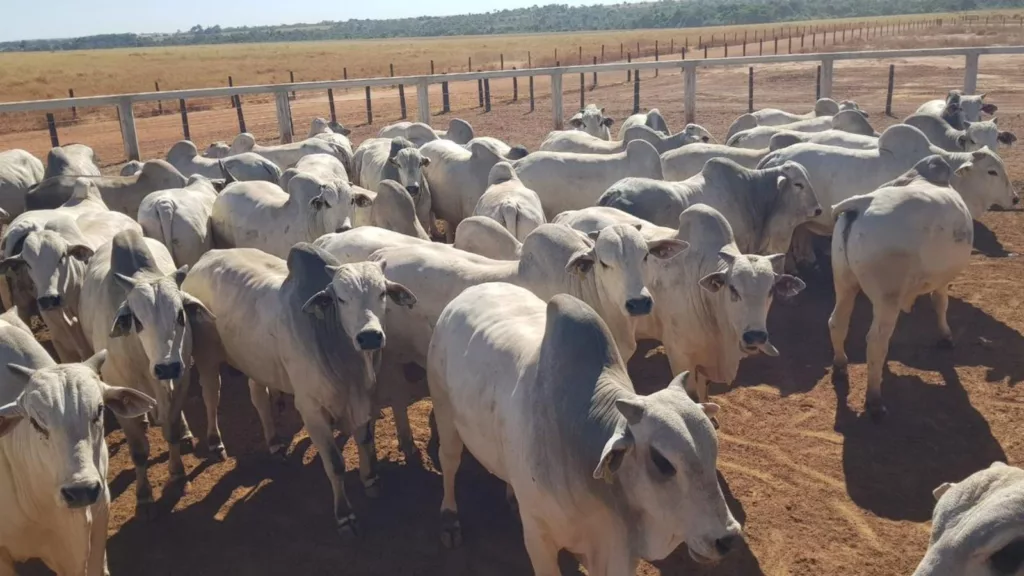 Exemplo de lote de bovinos fruto de genética melhoradora. Foto: Divulgação