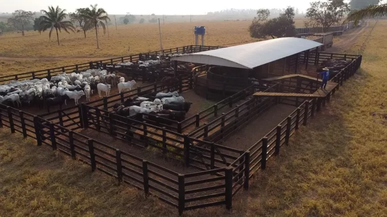 Nelore e Angus: pecuarista esbanja qualidade na terminação de novilhas em Rondônia