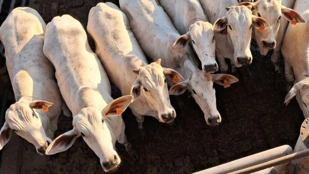 Novilhada de 14@ é destaque em Andradina (SP)