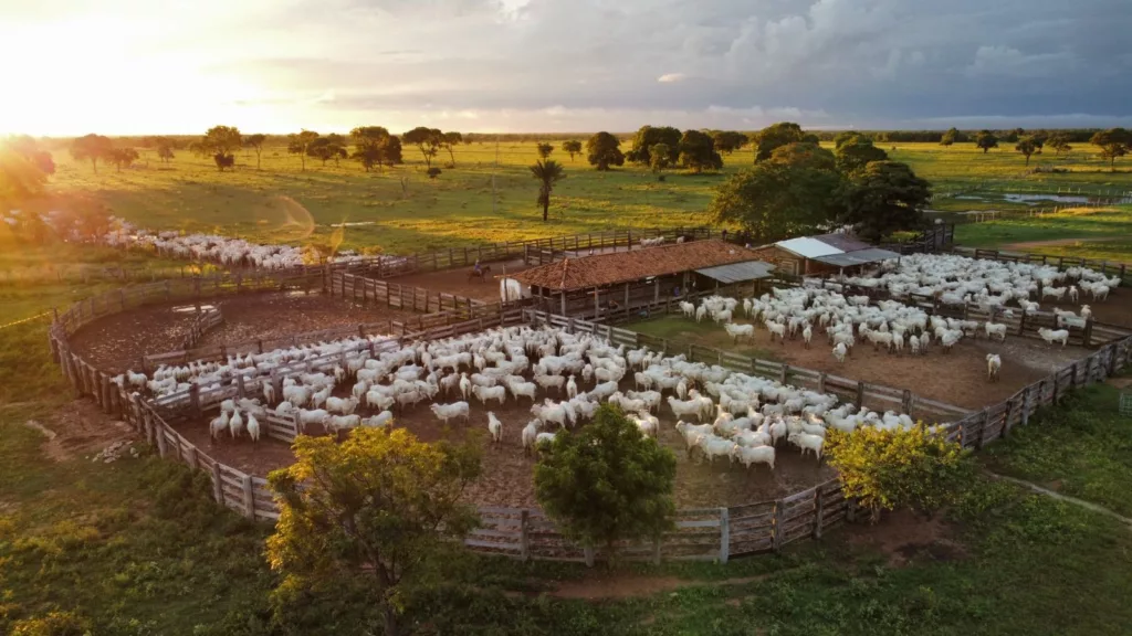 Fazenda Nota 10: desmama lado a lado faz fazenda de MS adicionar 135 g por bezerro na recria