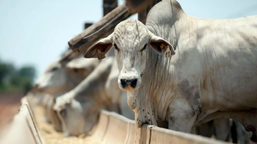 Confinamento em Mato Grosso pode crescer quase 60% em 2024