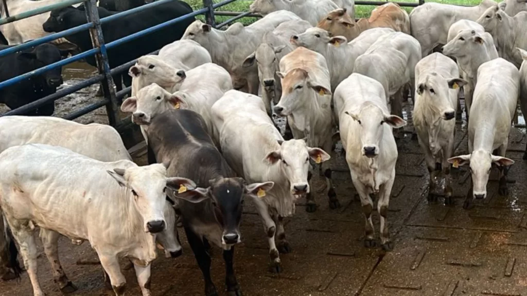 TIP no Pantanal: pecuarista impressiona com novilhas bem terminadas