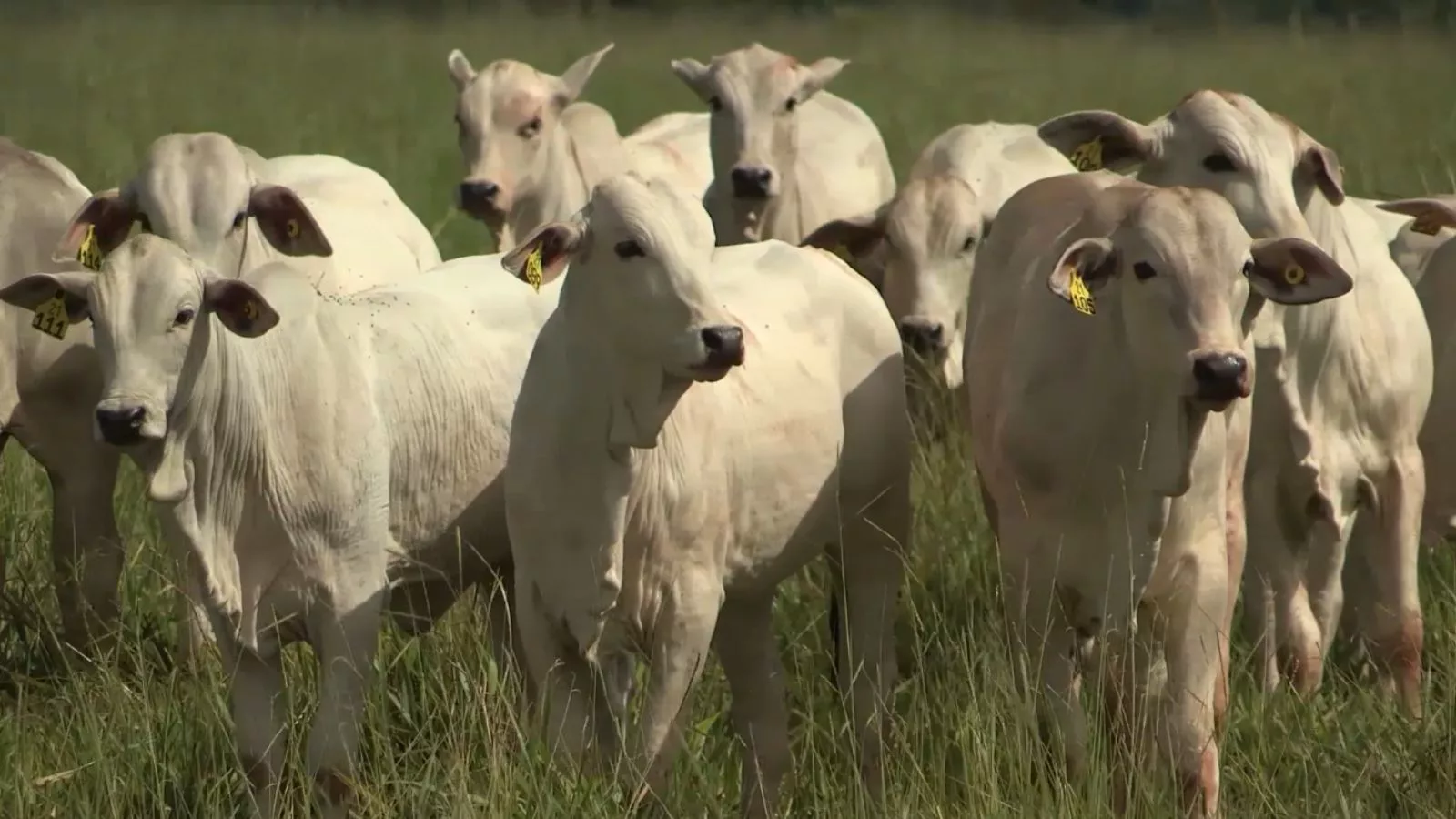 PMZG Carne ganha destaque na Expogenética ao traçar o caminho do bovino do berço ao gancho