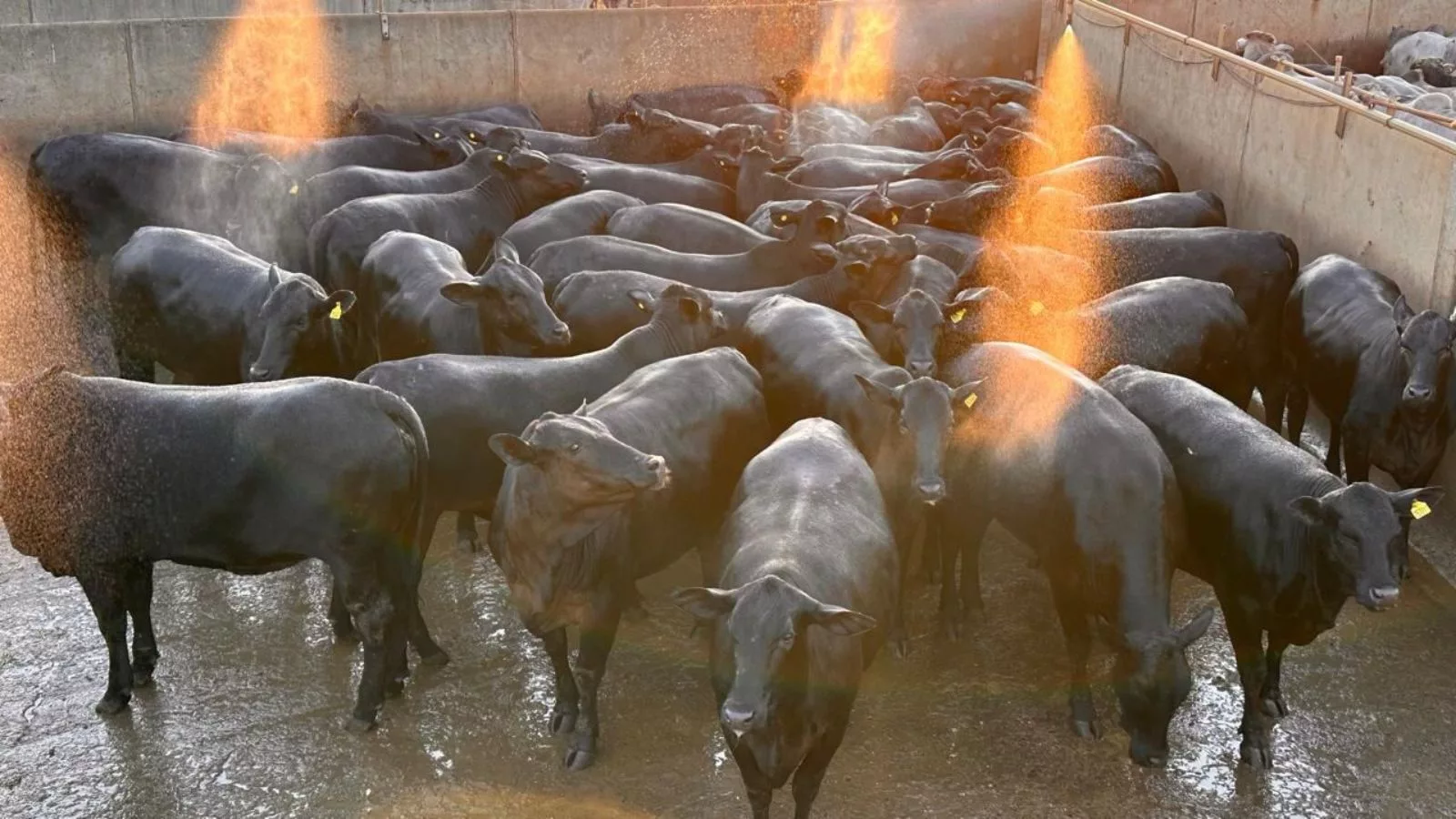 Curral vira “pé de jabuticaba”! Novilhas com genética Angus ultrapassa 18@ em MT