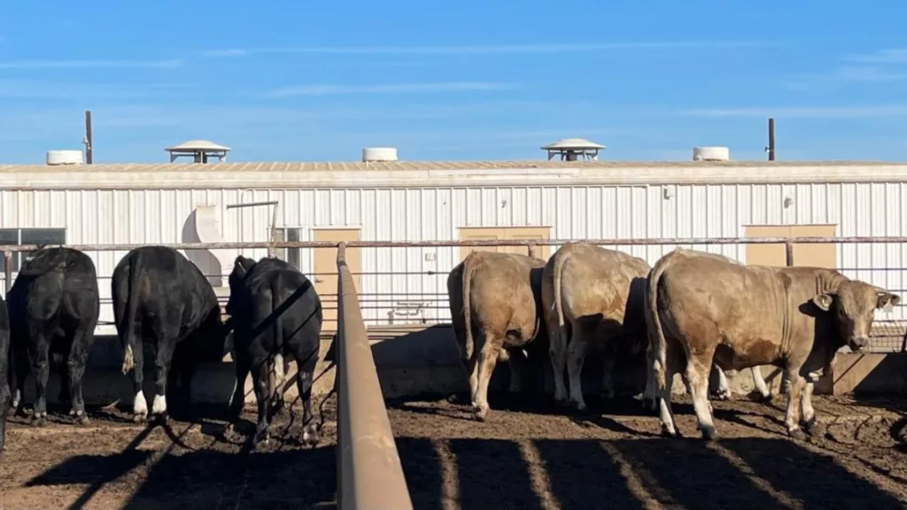 “Beef on Dairy”: brasileiro revela os segredos da cruza entre gado leiteiro e corte nos Estados Unidos