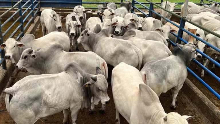 Circuito Nelore de Qualidade: ACNB apresenta os pecuaristas campeões de Anastácio (MS)