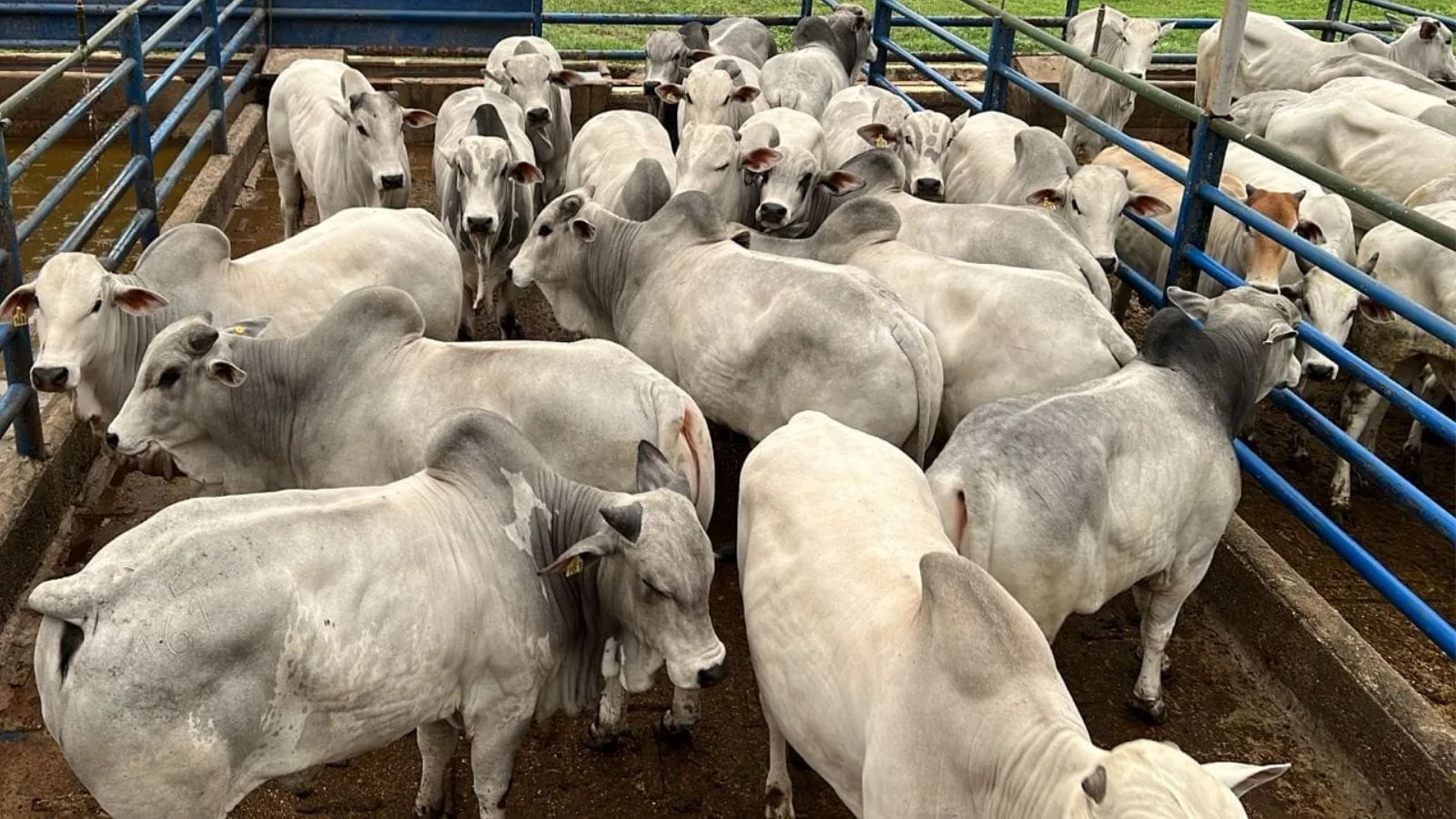 Circuito Nelore de Qualidade: ACNB apresenta os pecuaristas campeões de Anastácio (MS)