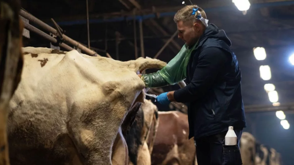 Técnico fazendo um protocolo de IATF em vaca na fazenda. Foto: Divulgação