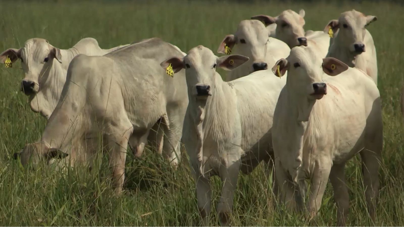 Bezerro de vaca bem nutrida pode pesar quase 20 quilos a mais na desmama, revela estudo