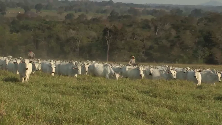 Cria: emprenhe 65% das matrizes no primeiro mês e garanta 50 kg a mais na desmama