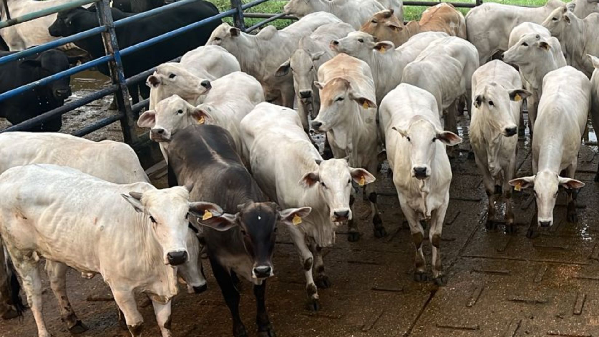 TIP no Pantanal: pecuarista impressiona com novilhas bem terminadas