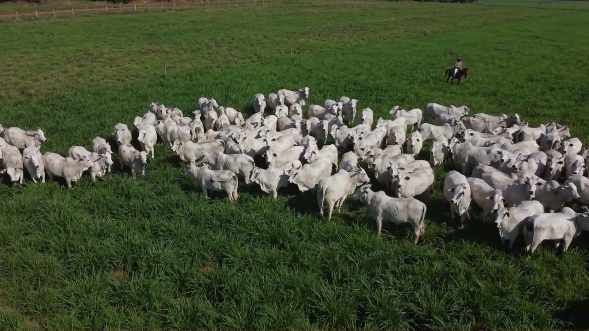Capim Day: como um pequeno ajuste no manejo pode elevar em 20% a taxa de lotação do gado