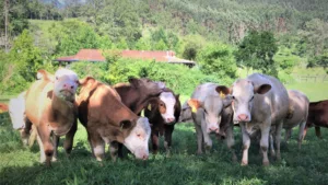 Simental com Sindi é boa opção para produção de animais de dupla aptidão?