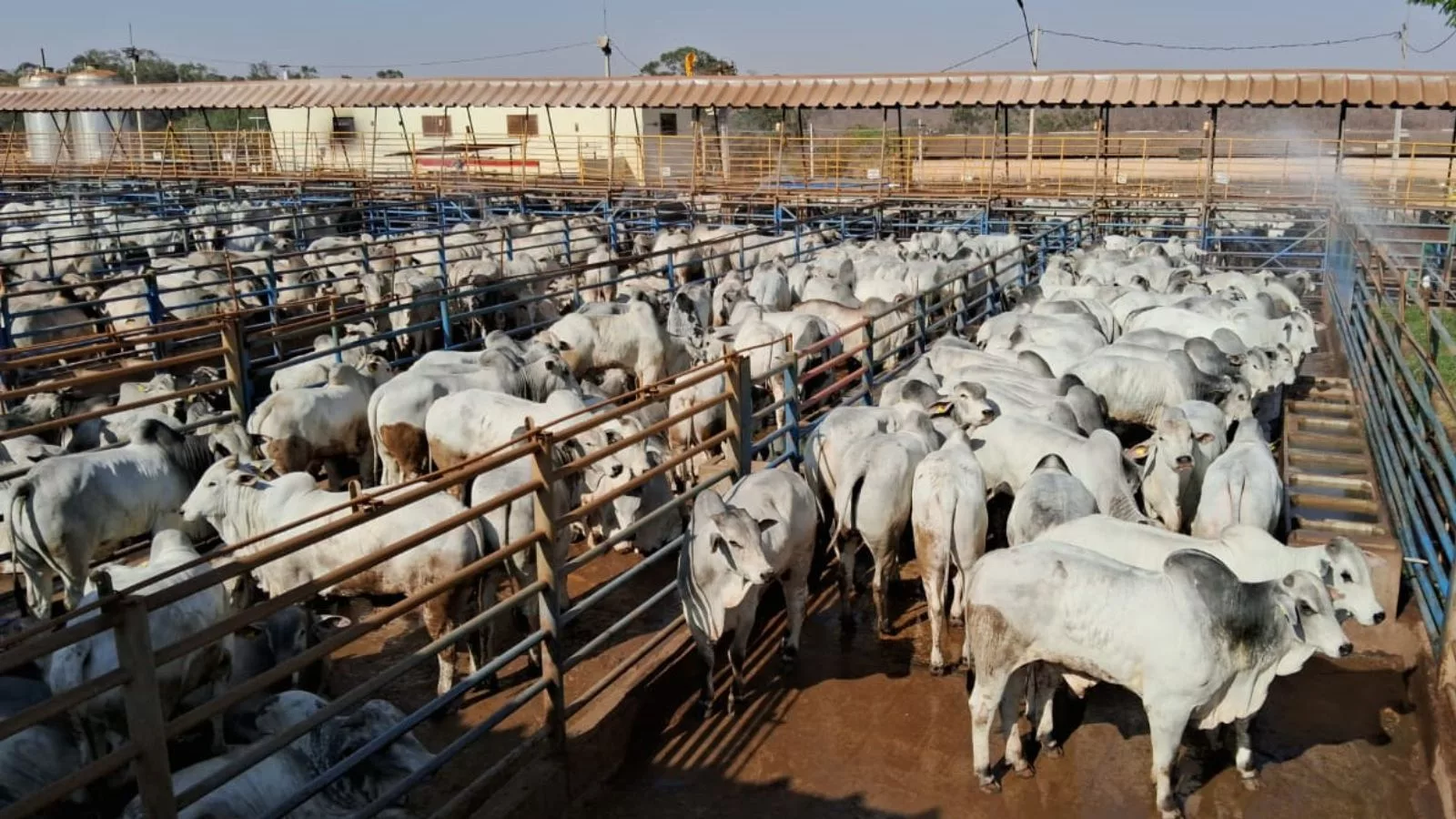 Nelore “cabeceira”! Boiada padrão e maioria zero dentes é destaque com 20@ em MG