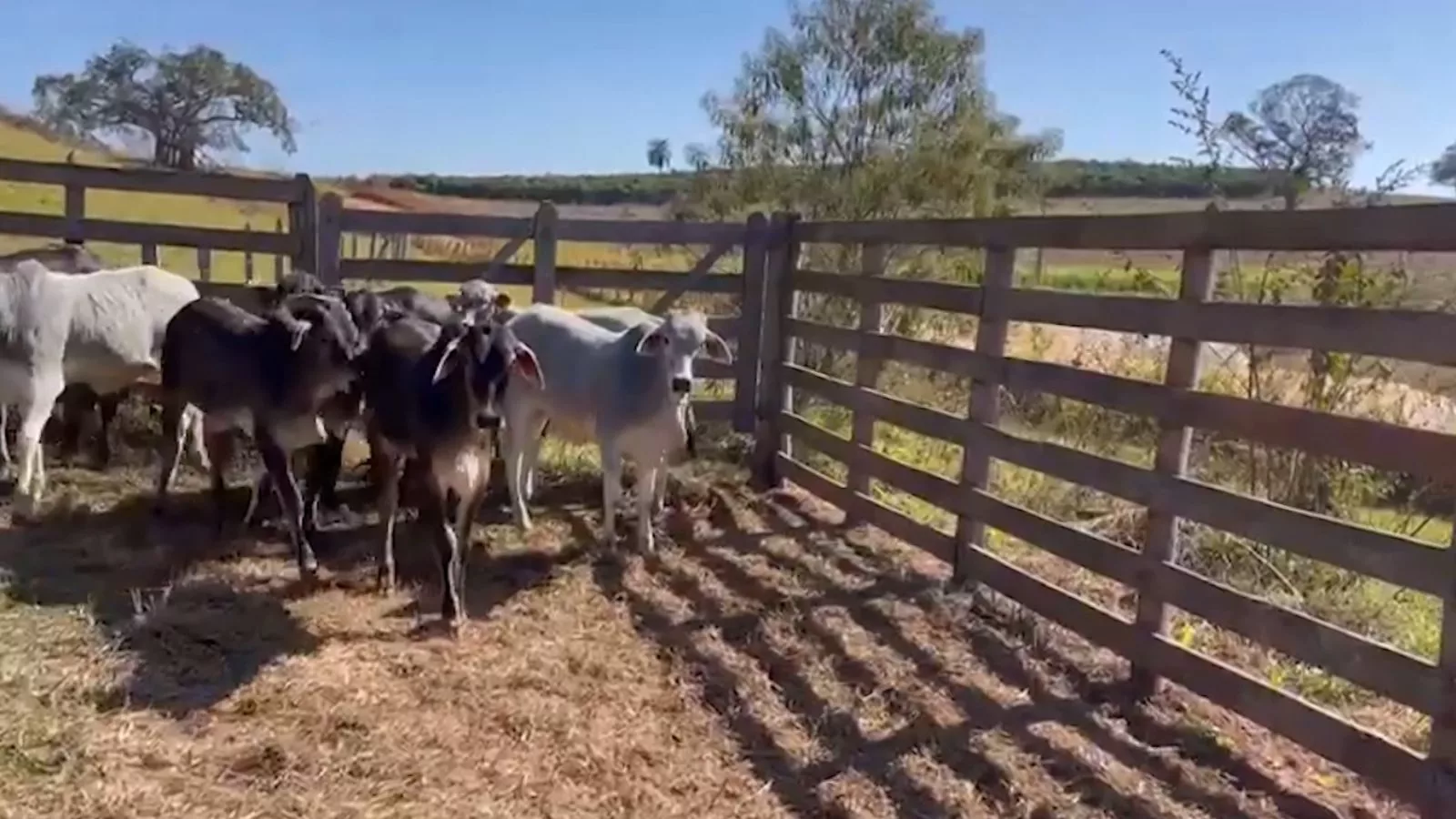 Vaca Guzonel inseminada com touro Angus PO é boa opção para o norte de Minas?