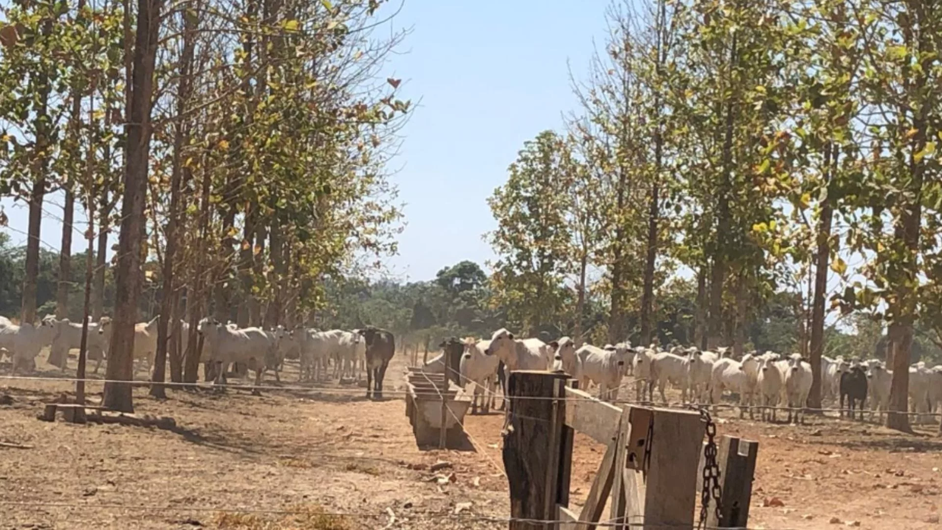 Novilhada “zero dentes”! Gadão terminado em área de ILPF é destaque em Mato Grosso