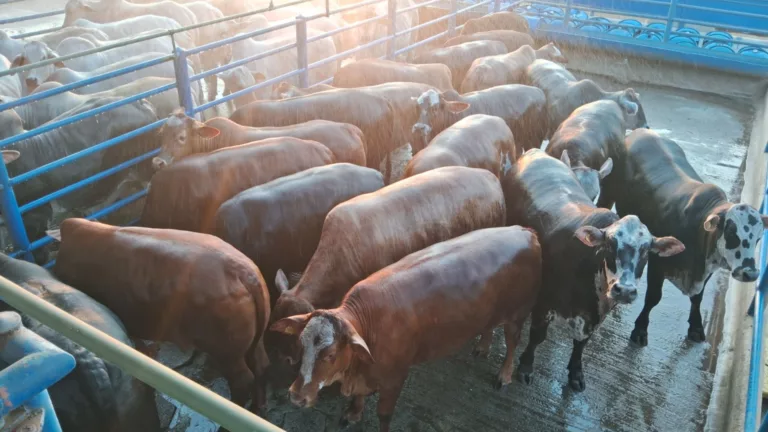 Braford: boiada meio-sangue castrada ao mês tem bônus de carne premium