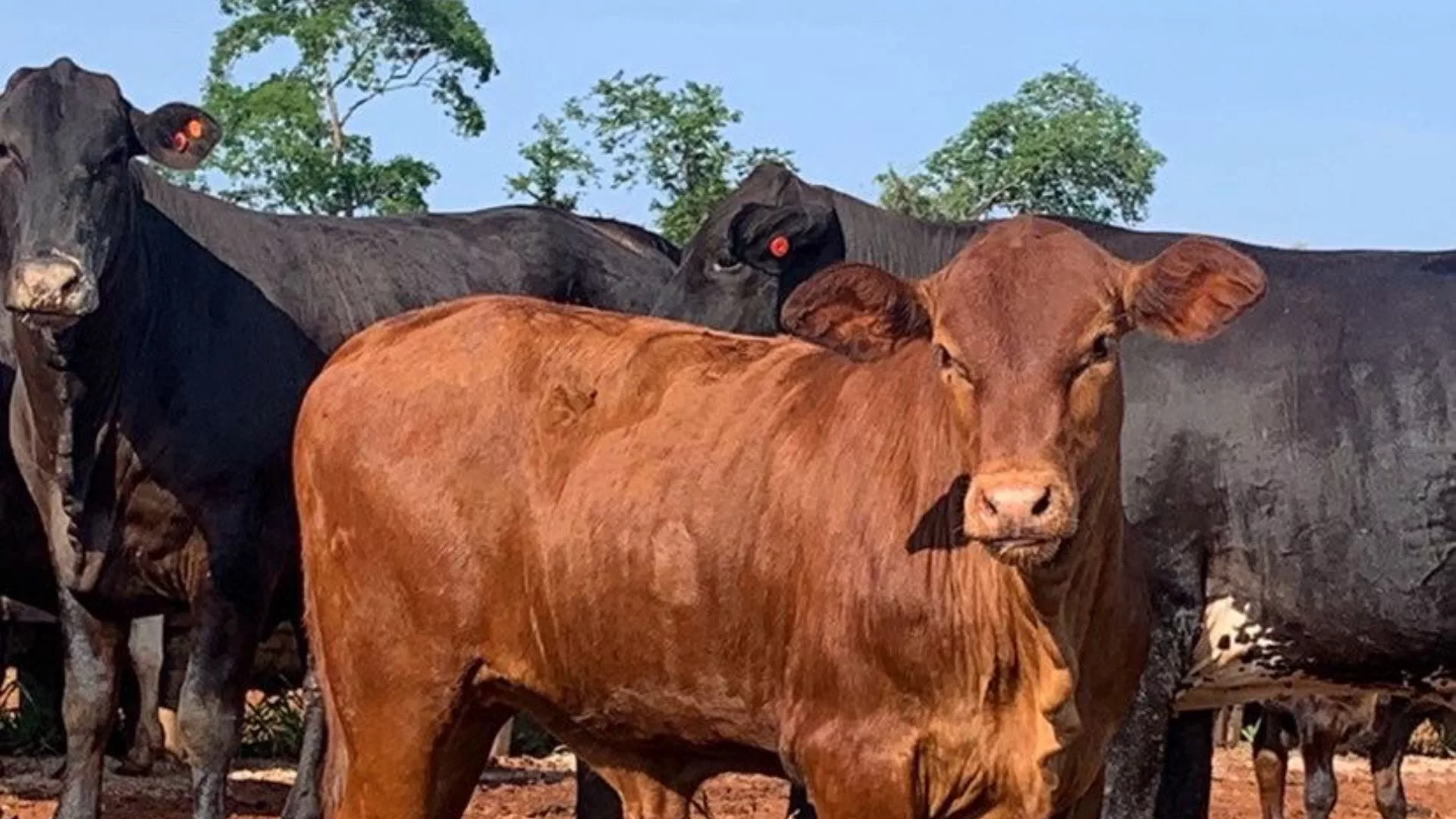 Santa Gertrudis: cruzamento garante garrotes de 15 meses com 20@ e 58% de rendimento de carcaça