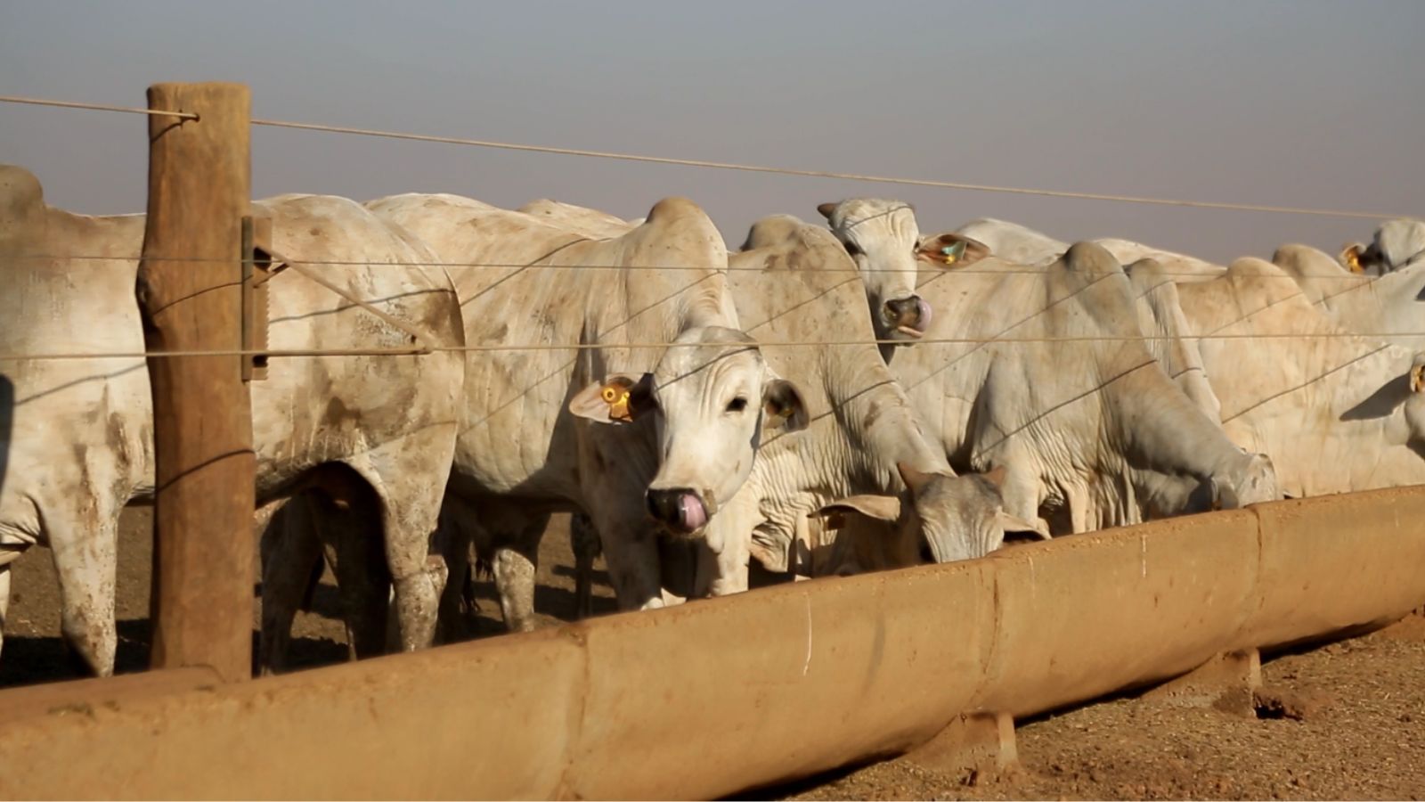 Confinamento dispara em Mato Grosso: alta de 60% na intenção em 2024