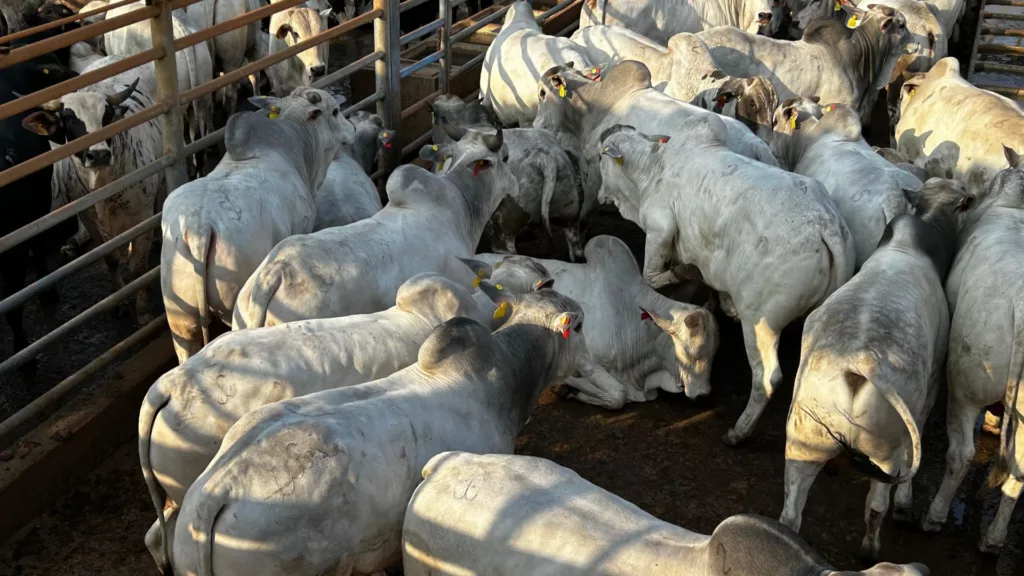 Pecuarista mineiro opta por boitel na seca e termina uma boiada top de quase 23@