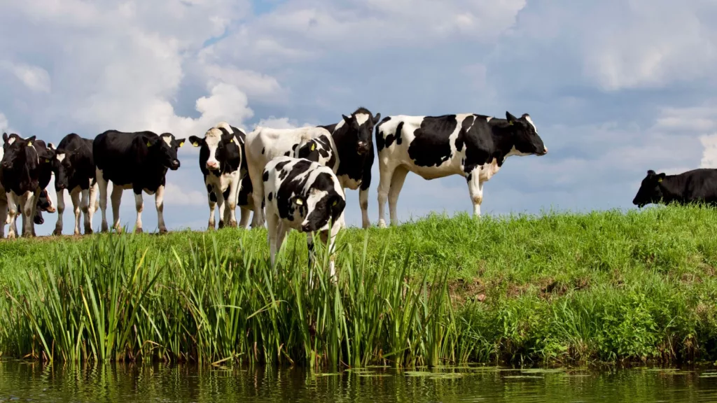 Braquiária: dimensionando o pasto para produzir 10 litros de leite ao dia por vaca