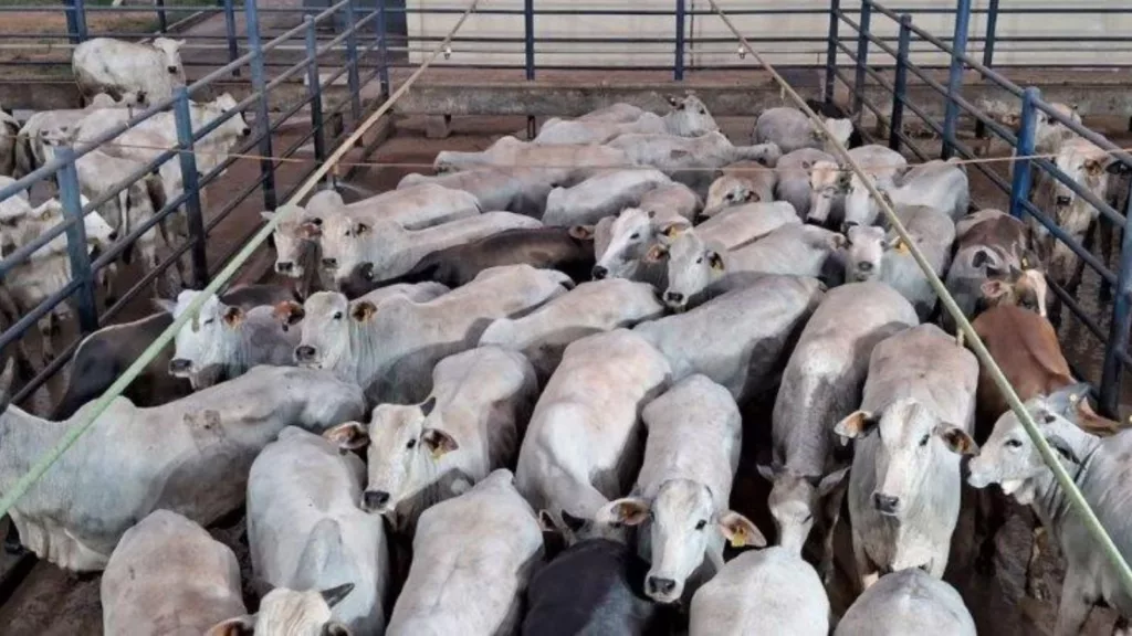 “É gadão extra!” Novilhas Nelore são destaque em Mato Grosso