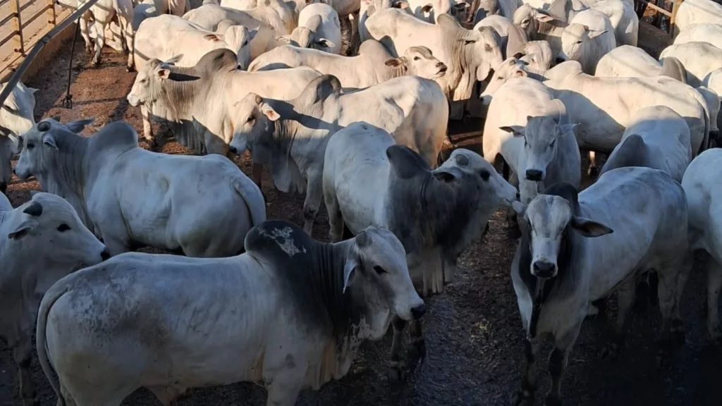 Maioria zero dentes, lote de garrotes “topzera” ultrapassa 19@ no Pará