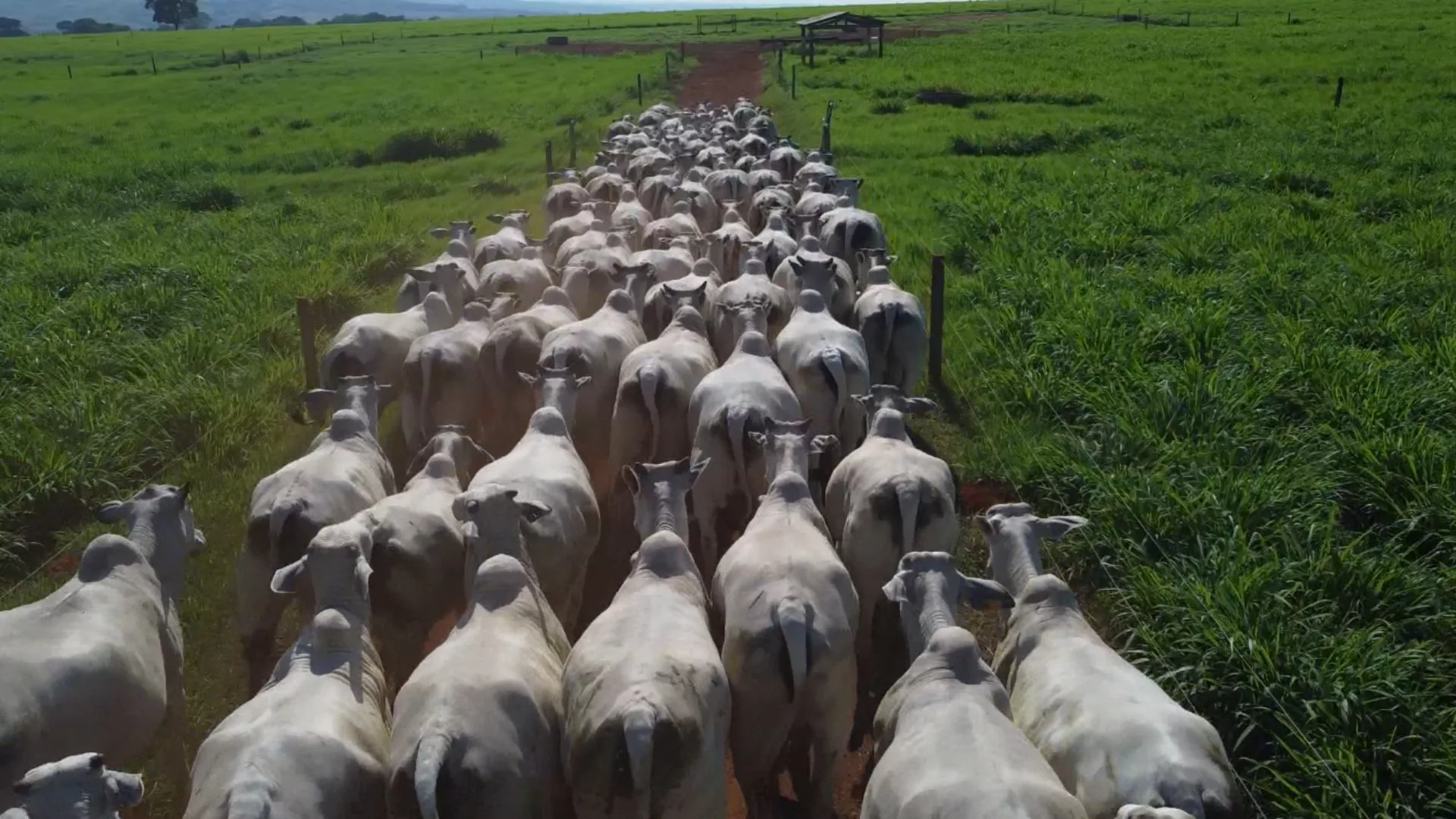 Pecuária nacional avança na captura de gases do efeito estufa, revela estudo