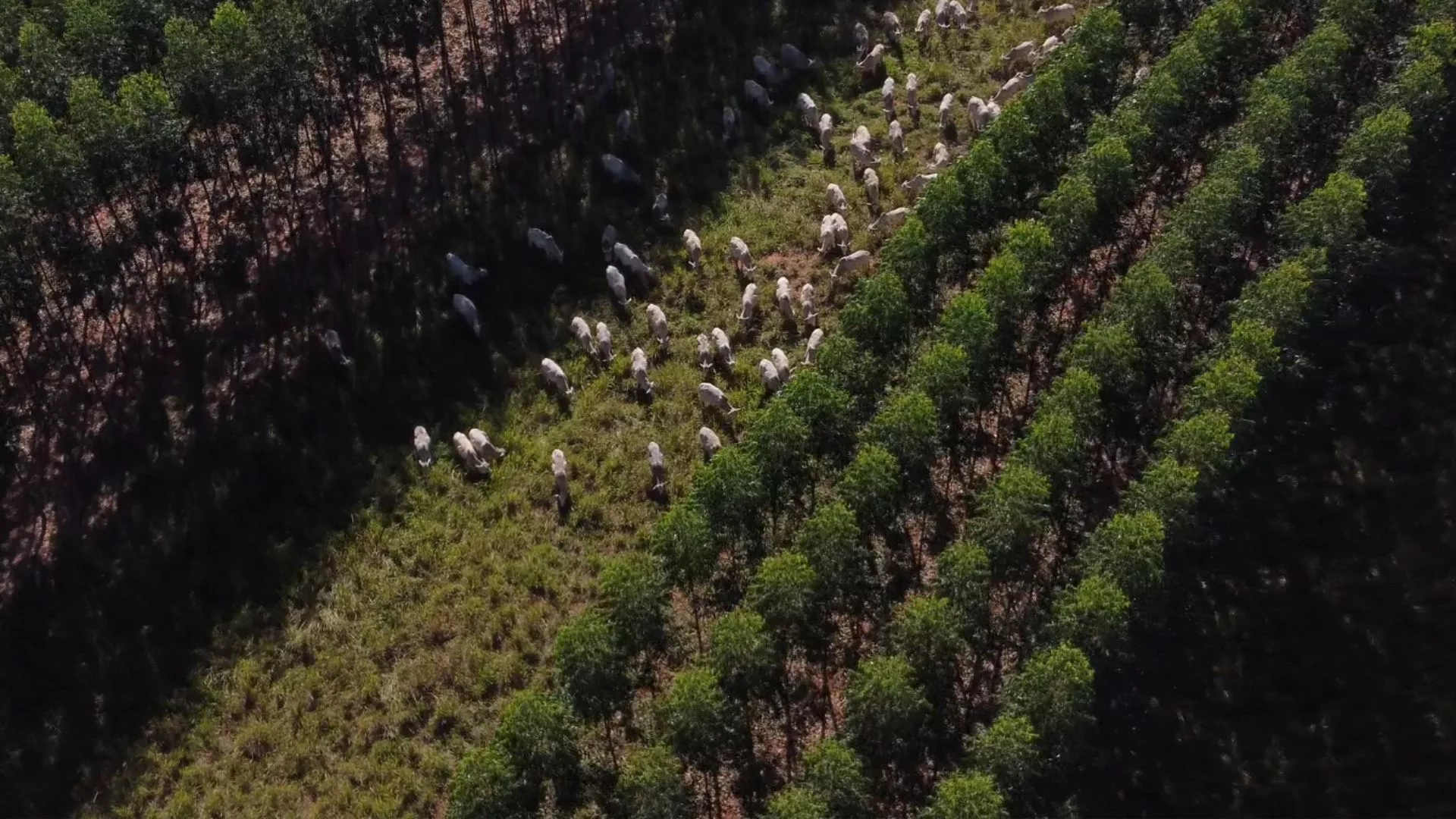 CarbonGado é a mais nova ferramenta da Embrapa para ajudar a reduzir emissões na pecuária