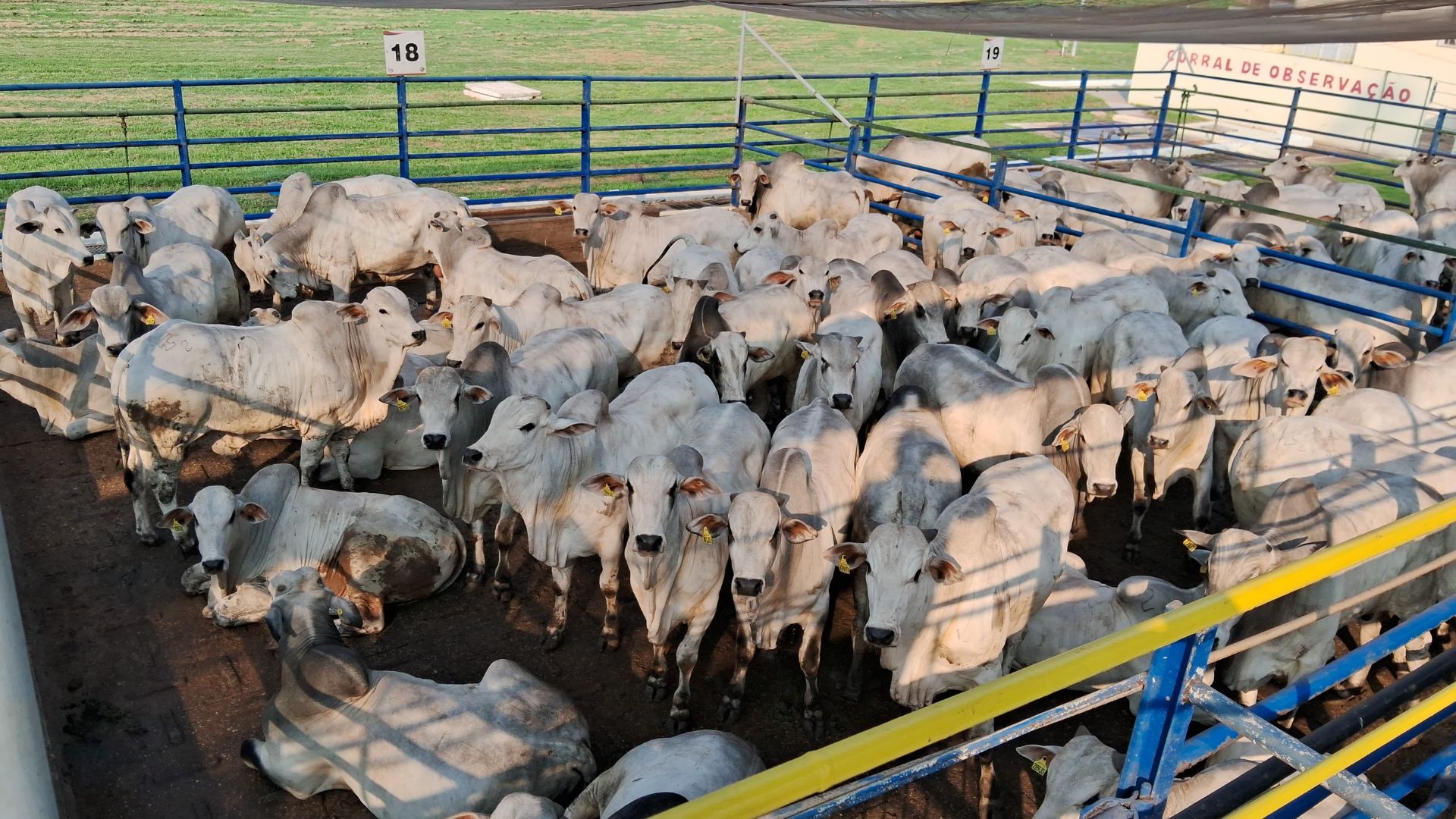 Pecuarista não deixou dinheiro na mesa! Precoce MS garante bônus de R$ 16,4 mil por lote jovem