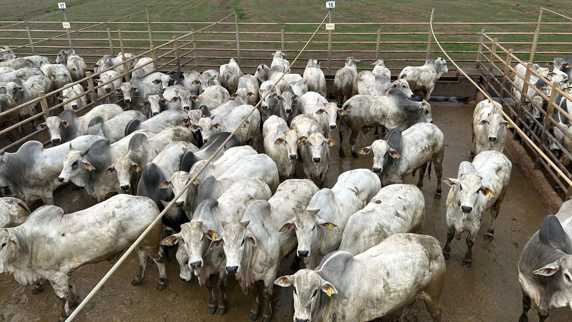 Nelore: conheça os pecuaristas vencedores da etapa em Alta Floresta (MT)