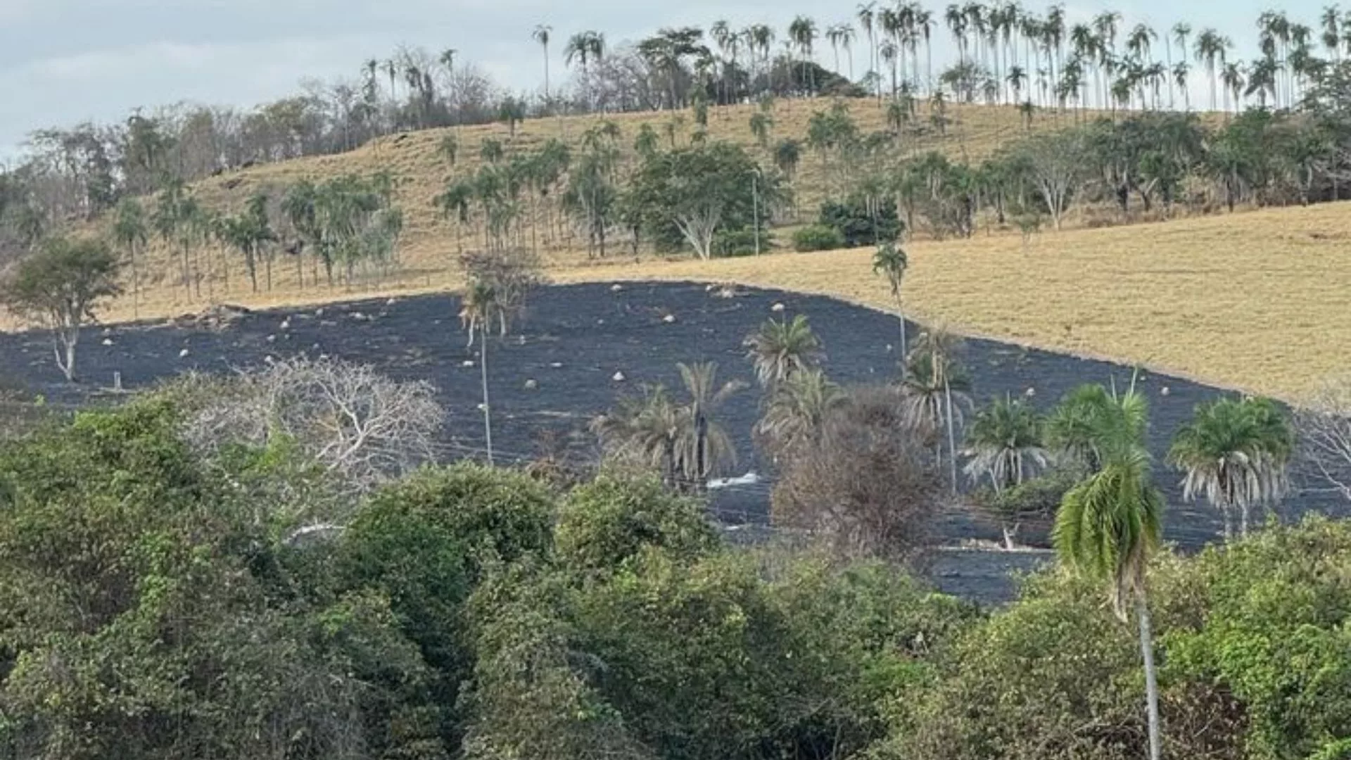 Três regras básicas do que se pode ou não fazer quando o pasto pega fogo