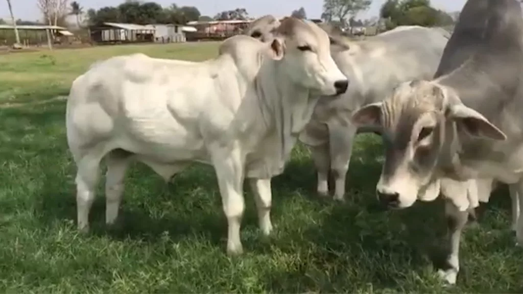 Filhas de touro Nelore Myo com vacas aneloradas: quais raças taurinas para cruzar com elas?