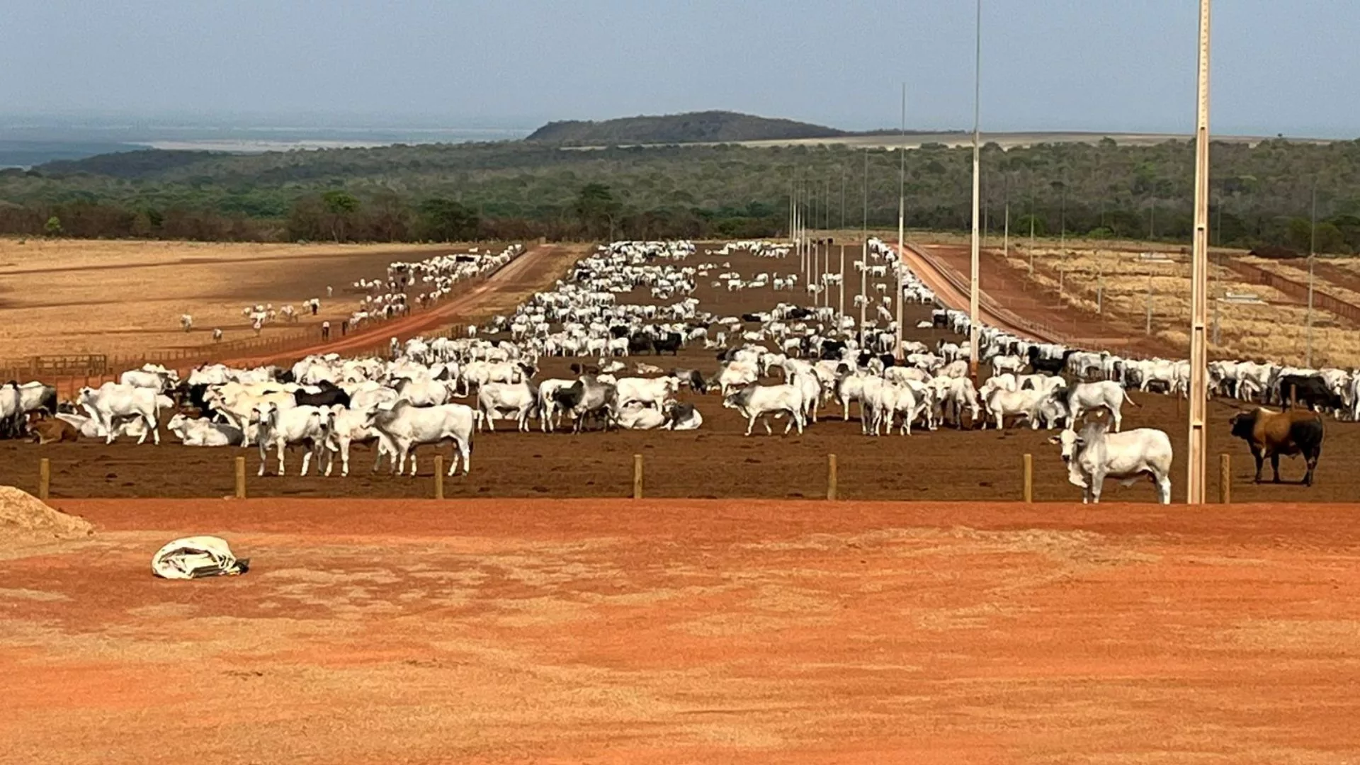 Pecuarista de Mato Grosso apresenta fazenda de ponta e gadão jovem de 26@