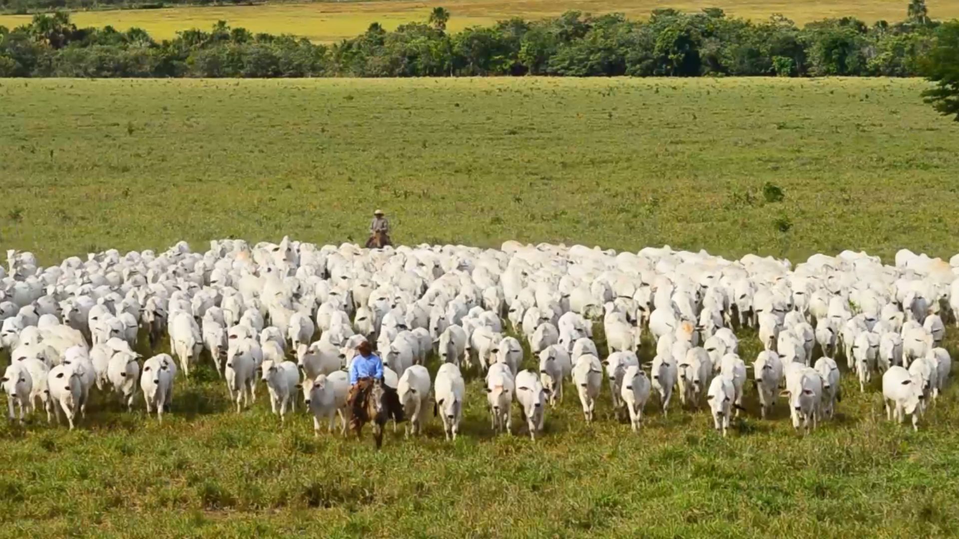 Alerta: queda na vacinação do gado após fim da obrigatoriedade contra a febre aftosa traz preocupações