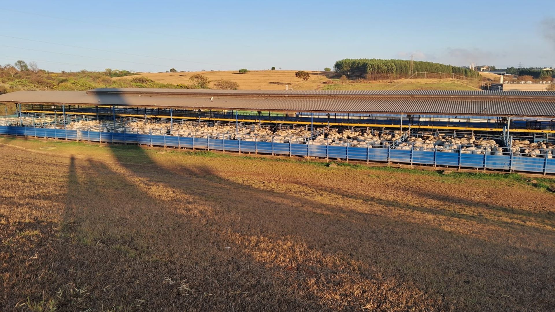 Circuito Nelore de Qualidade: Lins apresenta os pecuaristas campeões. Confira