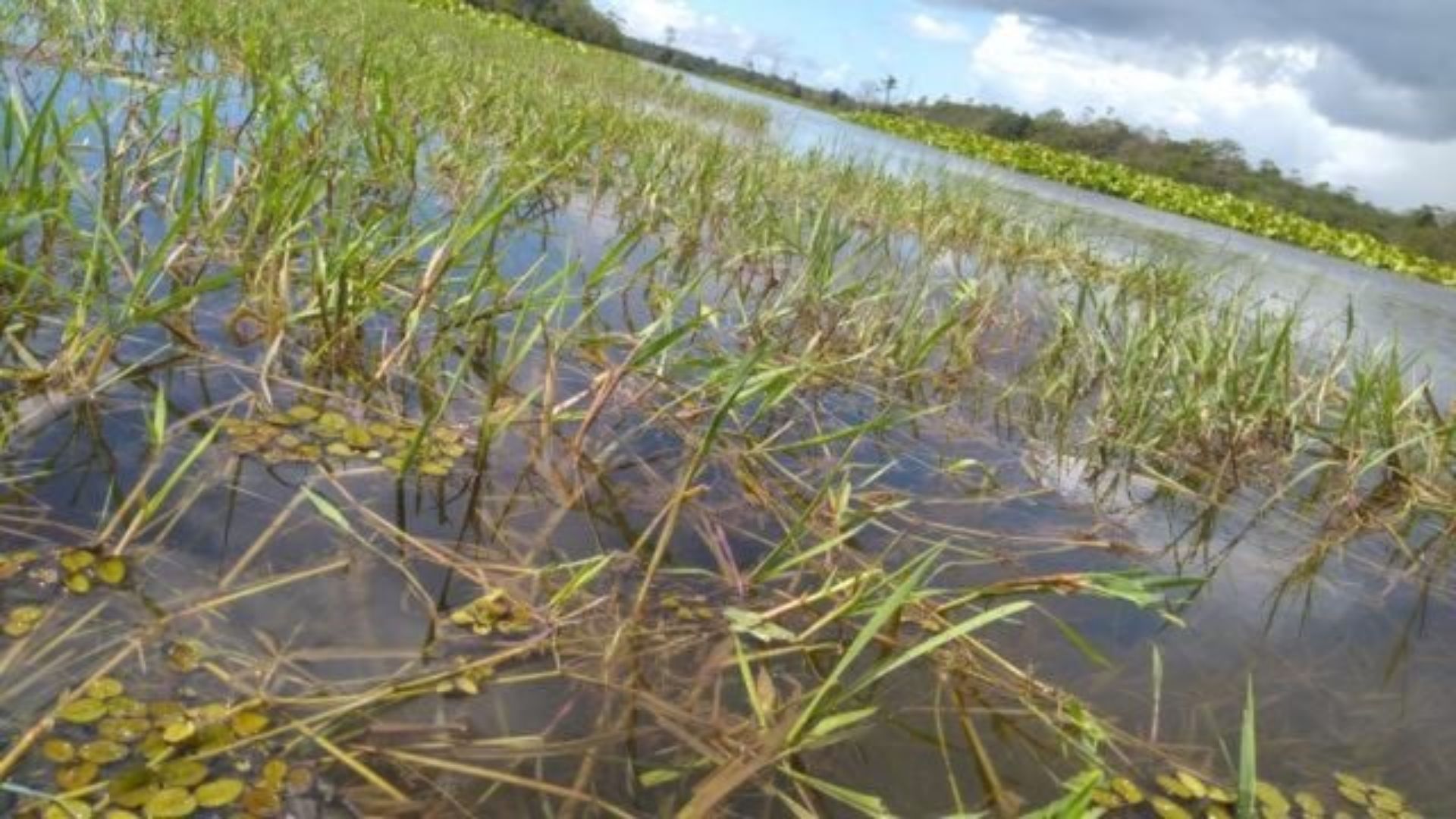 Variedades de capins para áreas alagadas: saiba como fazer recuperação deste pasto