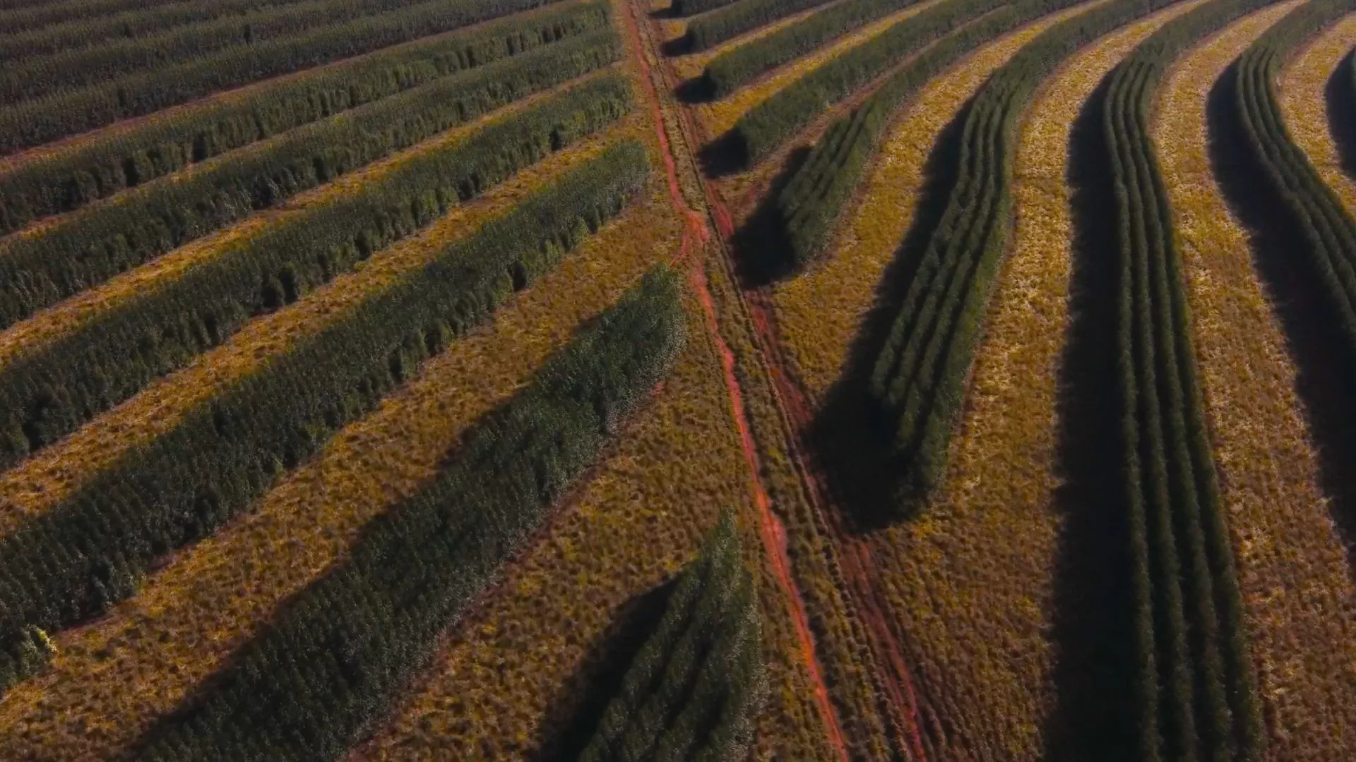 Mato Grosso do Sul lidera crescimento de florestas plantadas no Brasil