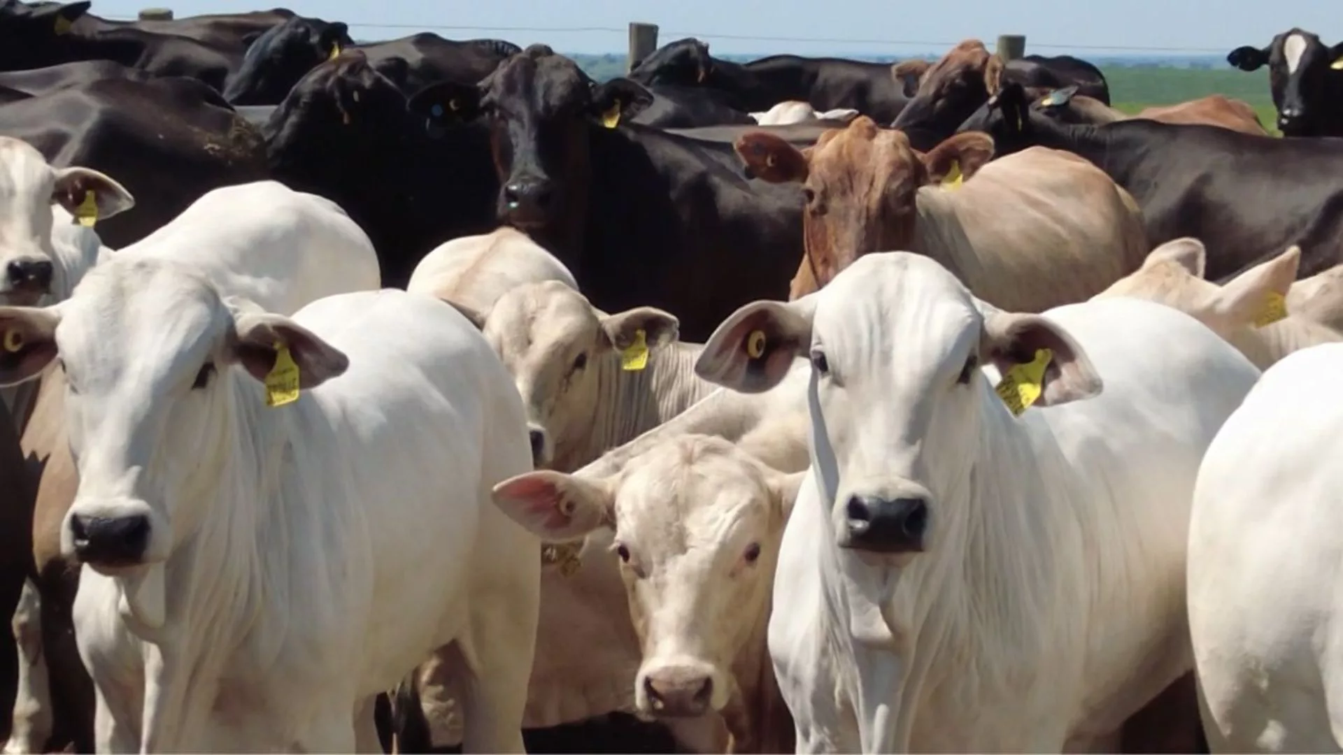 Pecuarista revela o segredo para produzir bois superprecoces de 20@ com apenas 1 ano