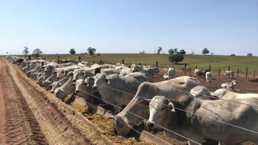 Lote de novilhas em recria. Foto: Divulgação