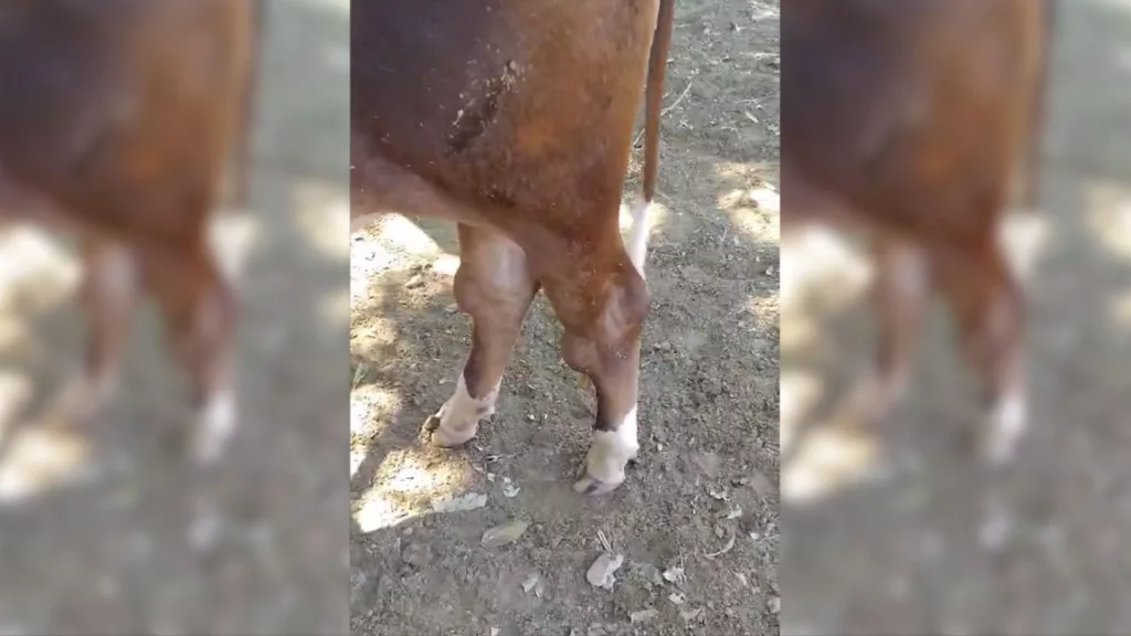 Novilha fica com lesão após percurso curto na fazenda. Saiba o que pode ser