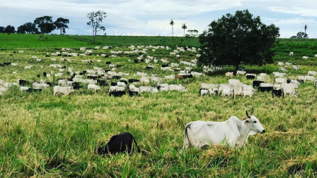 Qual o segredo para garantir 60% de margem de lucro sobre a venda do seu gado?