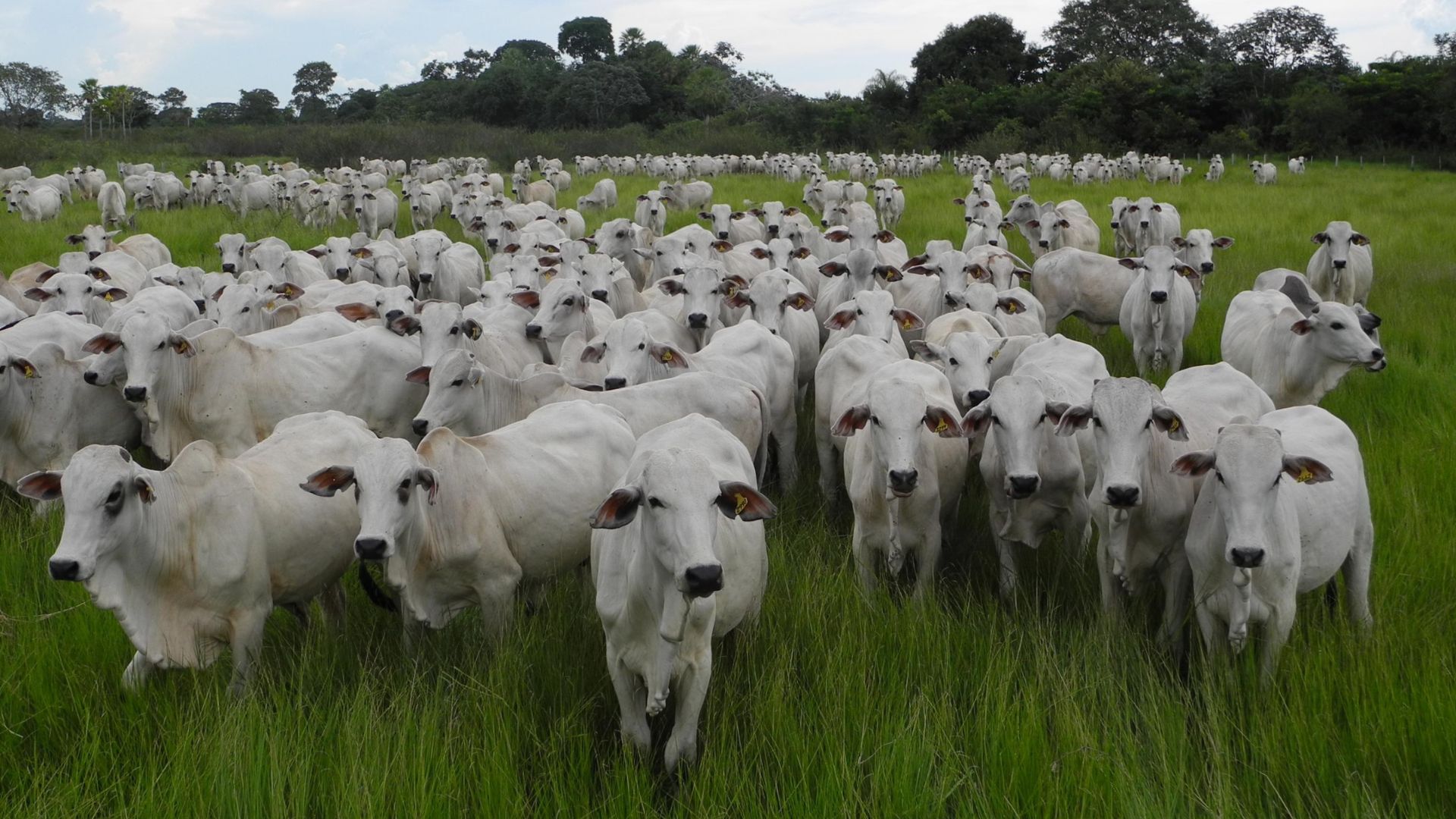Pecuária pantaneira volta a crescer com práticas de manejo sustentável