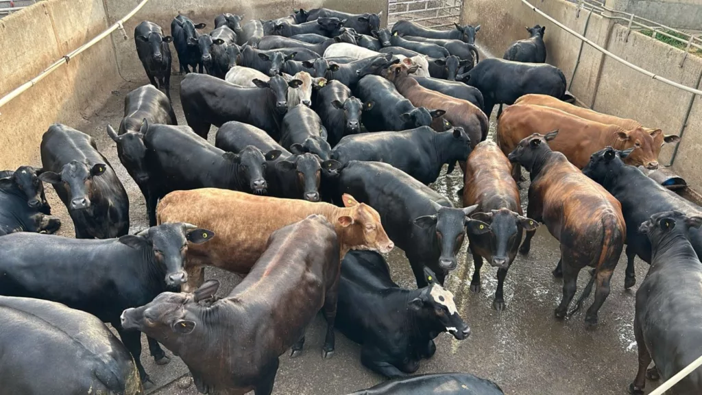 Bônus de quase R$ 530 a mais por cabeça? Novilhada Angus garante mais retorno a pecuarista de MT