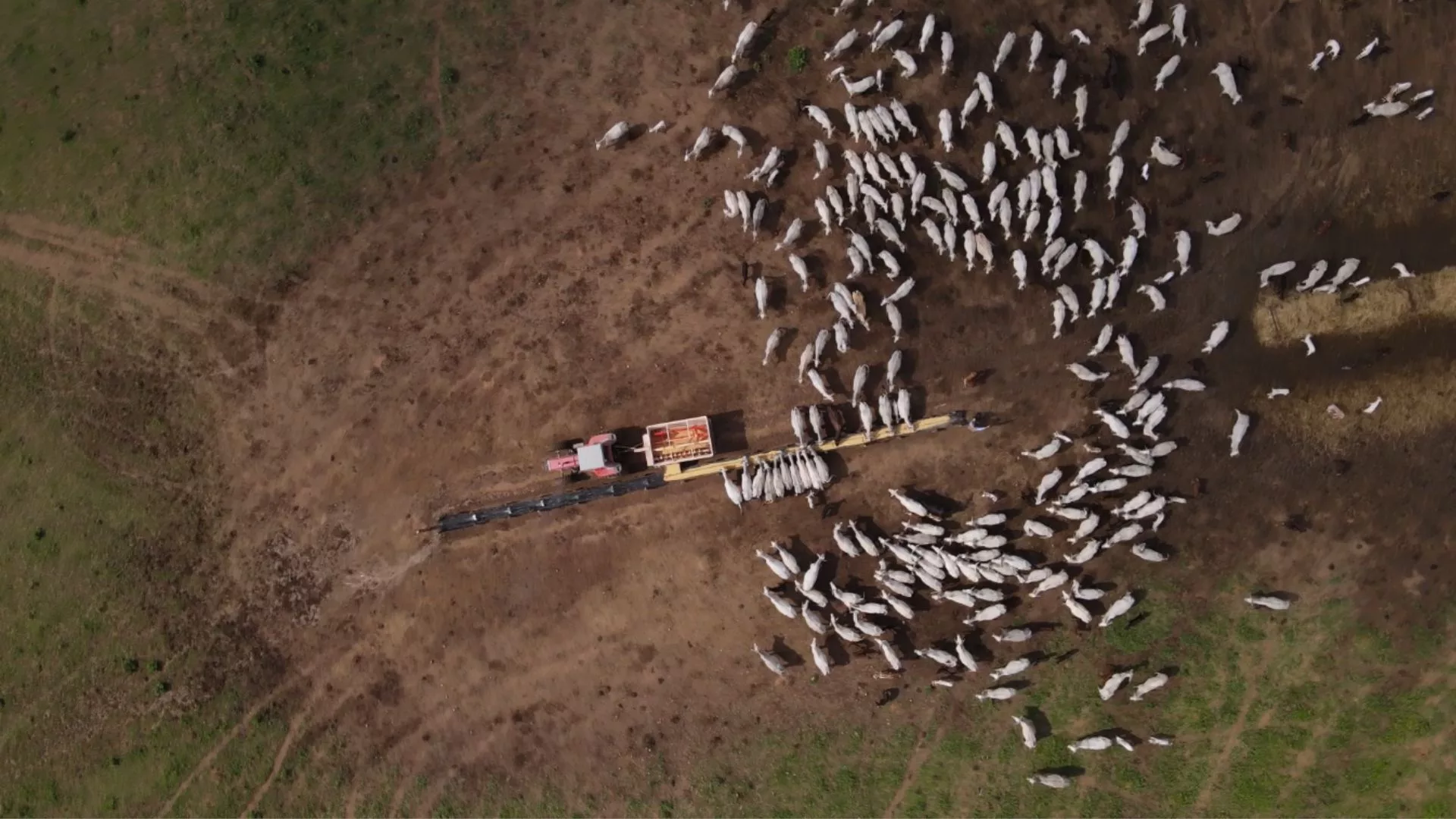 Ração otimizada: o segredo para maximizar o ganho de peso do gado a pasto