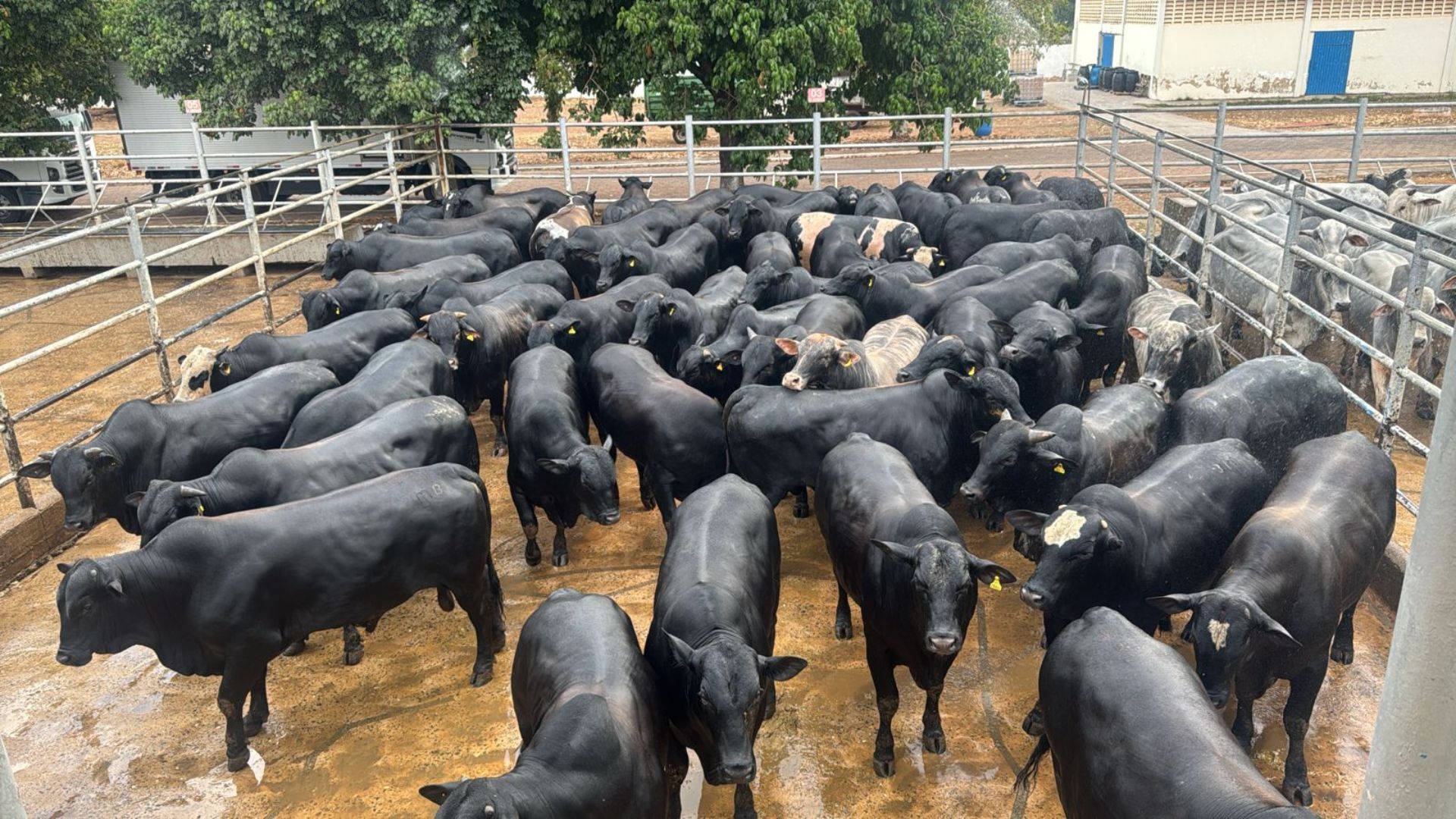 Angus: gadão meio-sangue e jovem impressiona com quase 25@ no interior do Tocantins